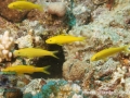 Parupeneus cyclostomus, juv.