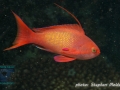 Pseudanthias squamipinnis,m