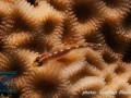 Eviota sebreei