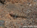 Gnatholepis anjerensis