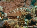 Epinephelus fasciatus