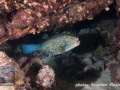Ostracion cubicus