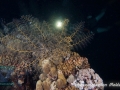 Astroboa nuda