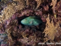 Cetoscarus bicolor, TP
