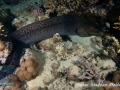 Gymnothorax javanicus