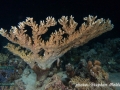 Acropora table coral at night