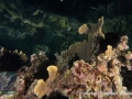 Echinothrix diadema