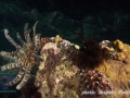 Feather star and Dark cup coral