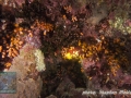 Tubastrea coccinea Tubastrea micrantha