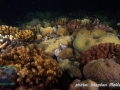 Reef flat of Marsa Shagra north at night