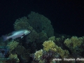 Lutjanus bohar