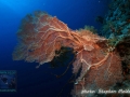 Anella mollis