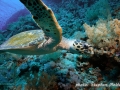 Eretmochelys imbricata