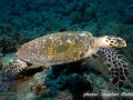 Eretmochelys imbricata