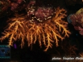 Bebryce sulphurea