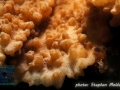 Oxypora sp.