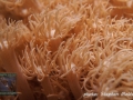 Goniopora sp.