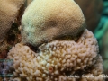 Montipora sp. vs Porites sp.