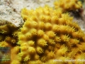 Turbinaria reniformis