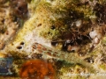 Eviota guttata
