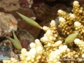 Oxymonacanthus halli