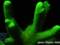Sinularia sp.