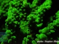 Acropora sp.