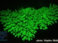 Acropora sp.