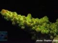 Acropora sp.