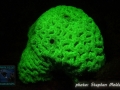 Favia sp.