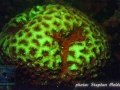 Favia sp.