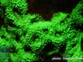 Acanthastrea sp.