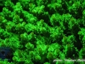 Acropora sp.