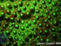 Echinopora sp.