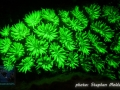 Galaxea sp.
