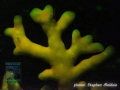 Millepora dichotoma