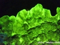 Millepora platyphylla