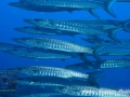 Sphyraena qenie