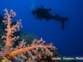Dendronephthya sp.
