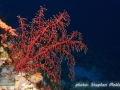 Chironephthya sp.