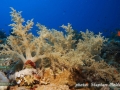 Lithophyton sp.