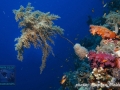 Lithophyton sp. on dead whip coral