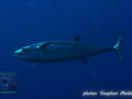Gymnosarda unicolor