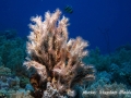 Filogranella elatensis