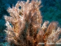 Filogranella elatensis