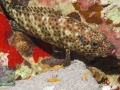Epinephelus tauvina