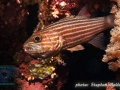 Cheilodipterus macrodon