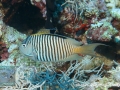 Genicanthus caudovittatus, male