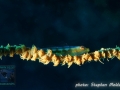 Bryaniops yongei