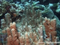 Goniopora savignyi !